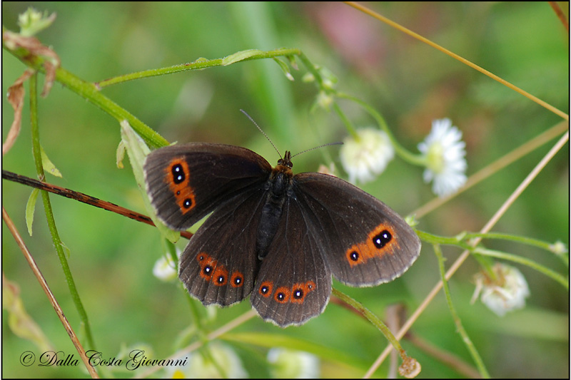 Erebia euryale da confermare